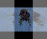Small #1 Cavalier King Charles Spaniel