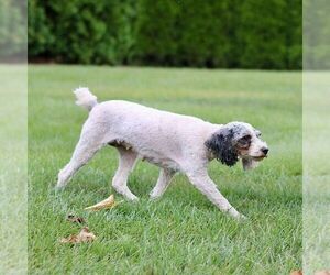 Mother of the Poodle (Miniature) puppies born on 07/28/2025