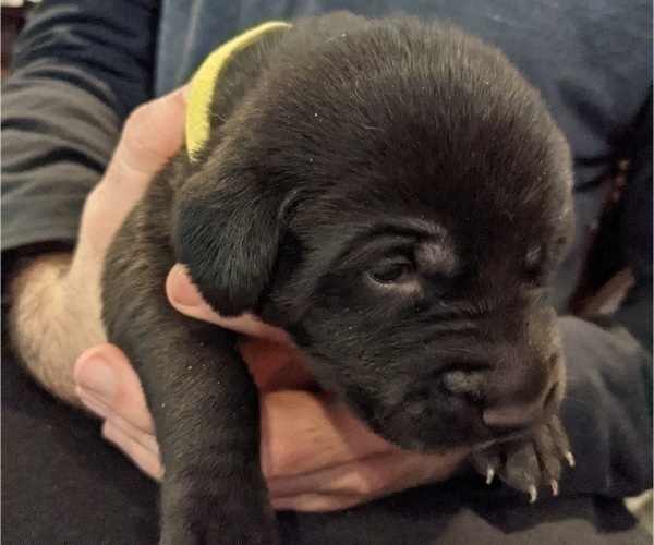 Medium Photo #2 Goldmaraner Puppy For Sale in SAN JOSE, CA, USA