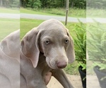 Small Photo #11 Weimaraner Puppy For Sale in WHITE HALL, AR, USA