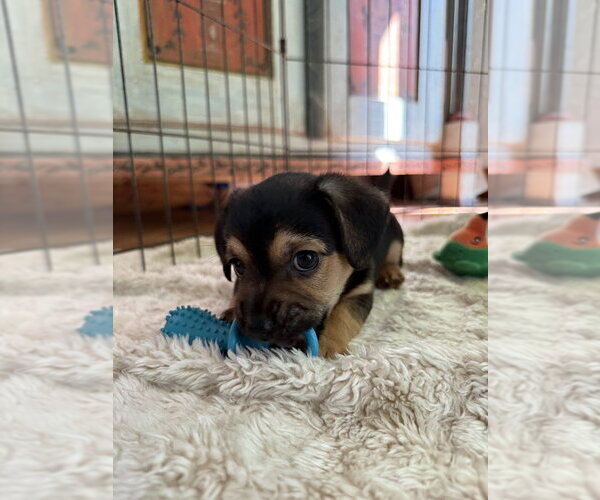 Medium Photo #2 Chihuahua-Unknown Mix Puppy For Sale in St. Augustine, FL, USA