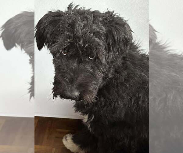 Medium Photo #20 Mutt Puppy For Sale in New York, NY, USA
