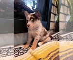 Small Photo #8 Pomsky Puppy For Sale in KANSAS CITY, KS, USA