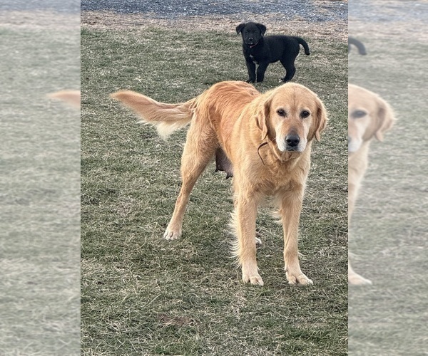 Medium Photo #1 Bernese Mountain Dog-Golden Labrador Mix Puppy For Sale in DAYTON, VA, USA