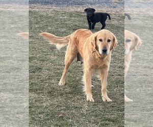Mother of the Bernese Mountain Dog-Golden Labrador Mix puppies born on 10/14/2025