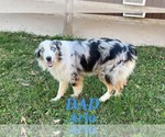 Small #9 Australian Shepherd-Goldendoodle Mix