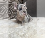 Puppy Bunny French Bulldog