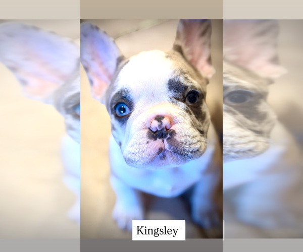 Medium Photo #12 French Bulldog Puppy For Sale in LAS VEGAS, NV, USA