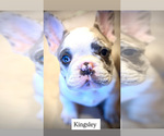 Small #11 French Bulldog