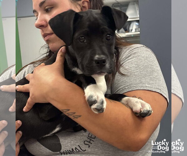 Medium Photo #2 Labbe Puppy For Sale in Washington, DC, USA