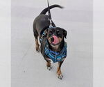 Small #7 Dachshund-Doberman Pinscher Mix
