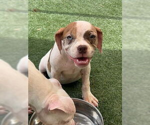 Bulldog-Unknown Mix Dogs for adoption in Texas City, TX, USA