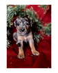 Small Photo #12 Australian Cattle Dog-Catahoula Leopard Dog Mix Puppy For Sale in WELLMAN, IA, USA