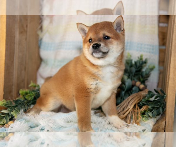 Medium Photo #9 Shiba Inu Puppy For Sale in TOPEKA, IN, USA