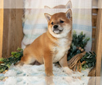 Small Photo #9 Shiba Inu Puppy For Sale in TOPEKA, IN, USA