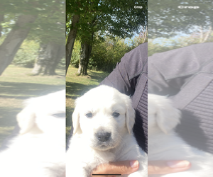 English Cream Golden Retriever Puppy for Sale in CHARDON, Ohio USA