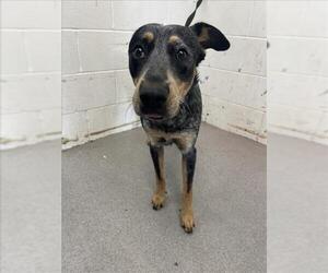 Australian Cattle Dog Dogs for adoption in San Bernardino, CA, USA