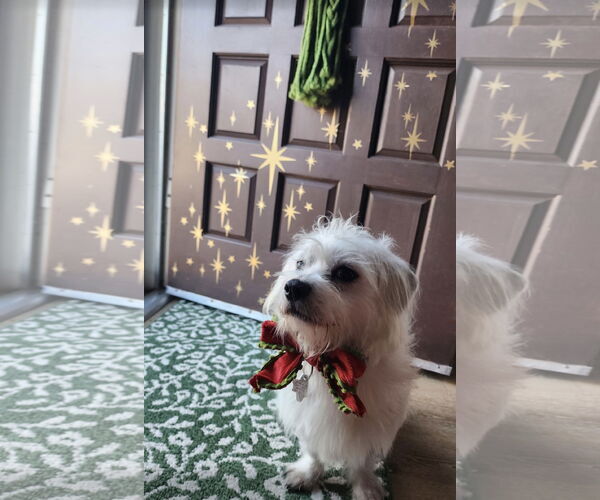 Medium Photo #2 Maltese-Unknown Mix Puppy For Sale in Euless, TX, USA