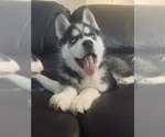 Puppy Flinn Siberian Husky
