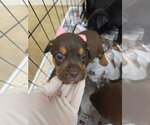 Small #3 Labrador Retriever Mix
