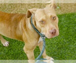 Staffordshire Bull Terrier-Unknown Mix Dogs for adoption in Tallahassee, FL, USA
