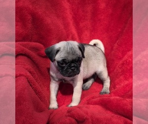 Pug Puppy for sale in SILVER SPRINGS, FL, USA