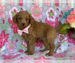Goldendoodle (Miniature) Puppy for sale in LANCASTER, PA, USA