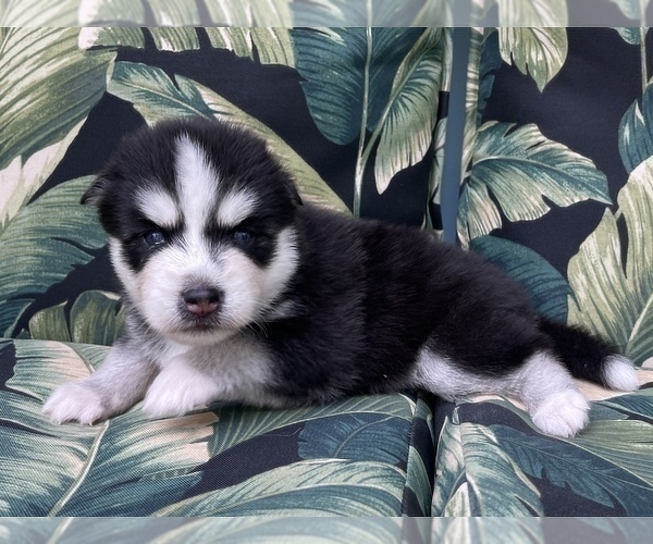 Medium Photo #10 Pomsky-Siberian Husky Mix Puppy For Sale in WINDERMERE, FL, USA