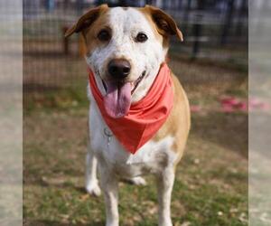 Mutt Dogs for adoption in San Antonio, TX, USA