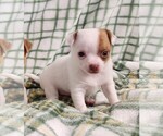 Small Chihuahua