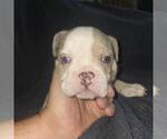 Small #6 Olde English Bulldogge