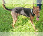 Small #3 Whippet Mix