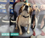 Small #2 Beagle