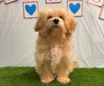 Small #2 ShihPoo