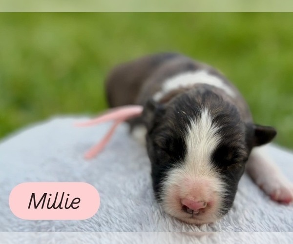 Medium Photo #1 Border Collie Puppy For Sale in MESA, WA, USA