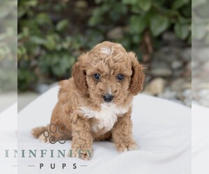 Cavapoo Puppy for sale in BIRD IN HAND, PA, USA