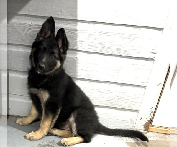 Medium Photo #2 German Shepherd Dog Puppy For Sale in BRIGHTON, CO, USA