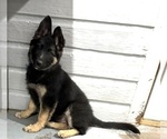 Small #1 German Shepherd Dog