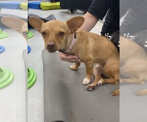 Chiweenie Dogs for adoption in W Hollywood, CA, USA