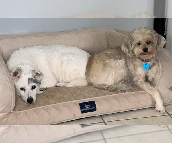 Medium Photo #4 Maltipoo (Miniature) Puppy For Sale in Boonton, NJ, USA