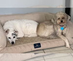 Small Photo #4 Maltipoo (Miniature) Puppy For Sale in Boonton, NJ, USA