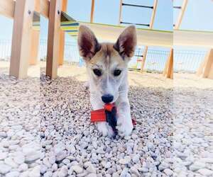 Siberian Husky-Unknown Mix Dogs for adoption in Carrollton, TX, USA