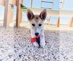 Small Siberian Husky Mix