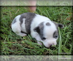 Puppy 2 Chihuahua