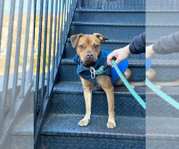 Medium Photo #9 American Pit Bull Terrier-Jack Russell Terrier Mix Puppy For Sale in Brooklyn, NY, USA