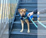 Small #8 American Pit Bull Terrier-Jack Russell Terrier Mix