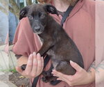Small #1 German Shorthaired Pointer Mix