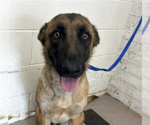 Mutt Dogs for adoption in San Bernardino, CA, USA