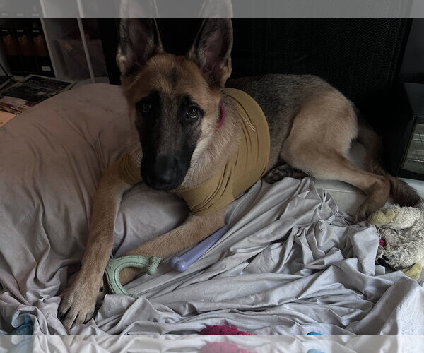 Medium Photo #5 German Shepherd Dog-Unknown Mix Puppy For Sale in McKinney, TX, USA