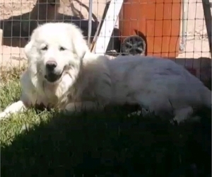 Mother of the Great Pyrenees puppies born on 06/08/2022